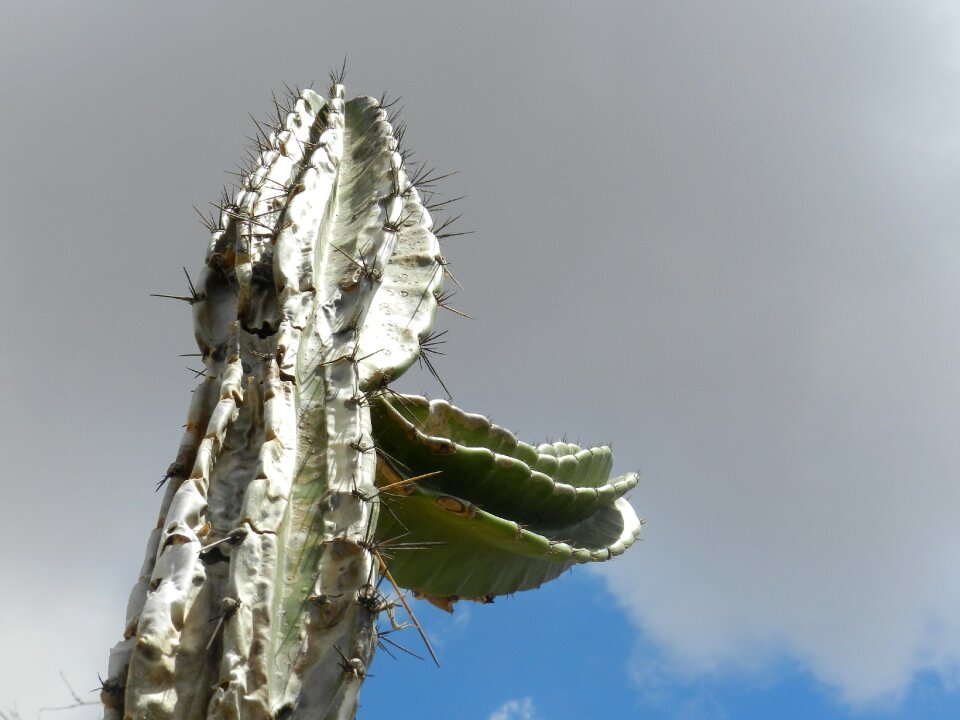 Caatinga mandacaru desert