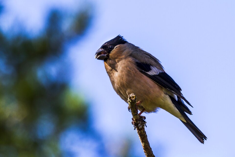 Wild birds dompap female