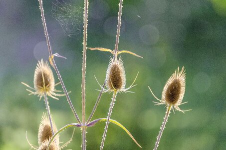 Spider webs close up plant