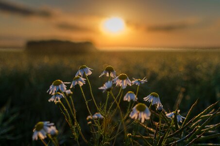 Flowers the sun field