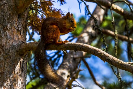 The nature of the pine squirrel