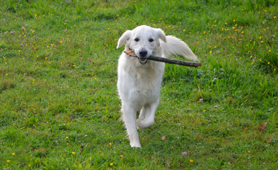 Nature domestic animal nice