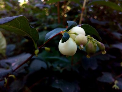 Snowberry plant caprifoliaceae