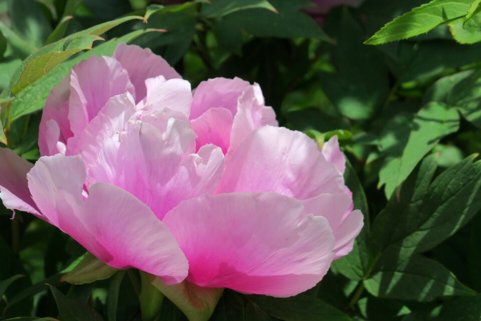 Nature garden petals