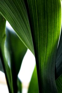 Nature tropical environment