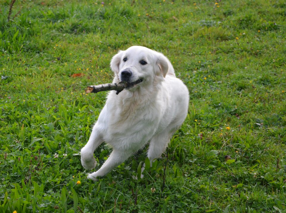 Nature golden retriever animal