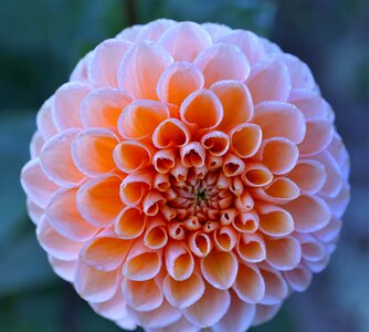 Dahlia nature blossom