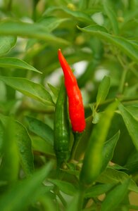 Food chilli red