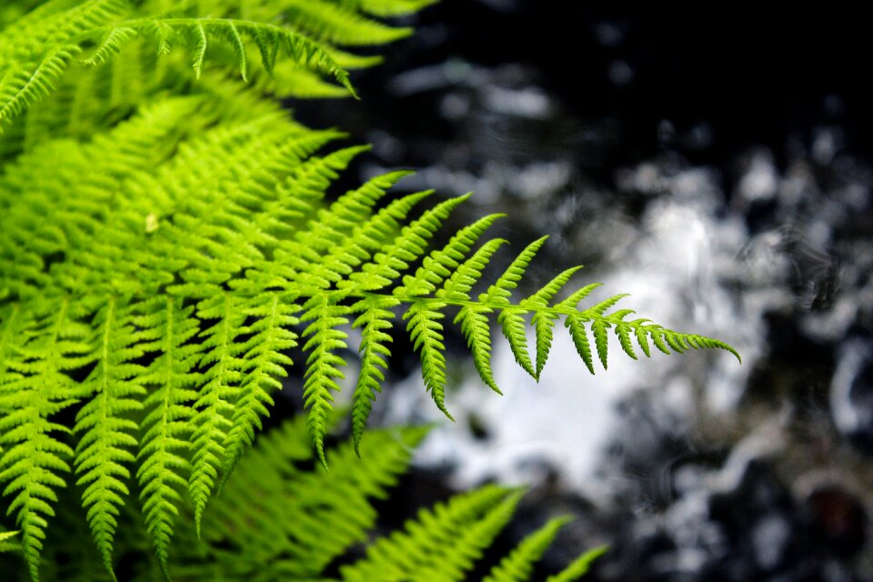 Nature summer background