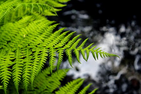 Nature summer background