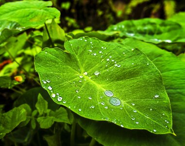 Garden green leaf plant photo