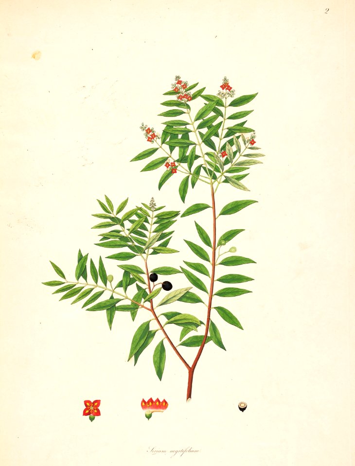 Sirium myrtifolium CoromandelCoast 1-002