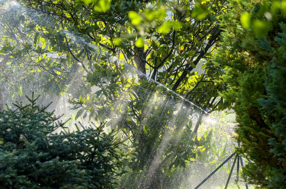 Hose backlighting conifers