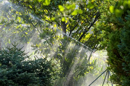Hose backlighting conifers
