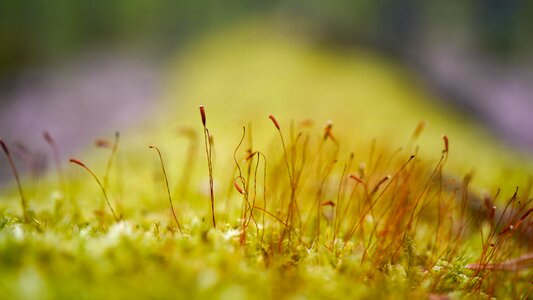 Vegetation green lichen photo