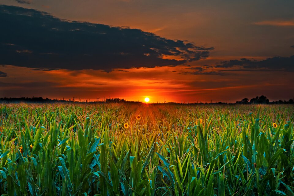Day s sunflower landscape