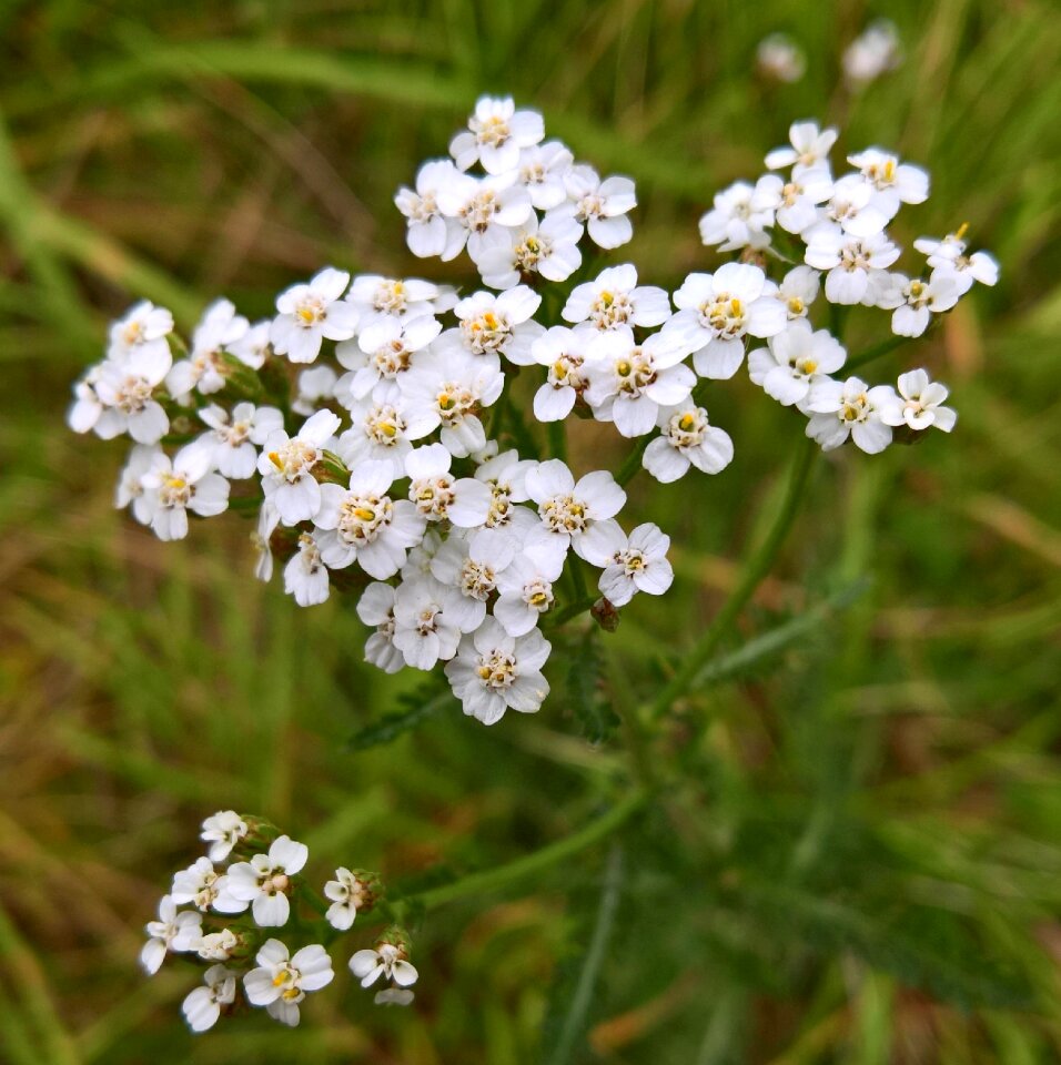 Nature close up macro photo