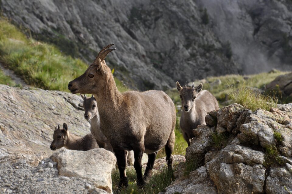 Nature alps puppies
