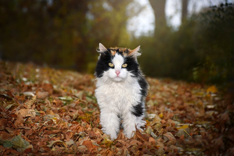 Outdoors animal cute