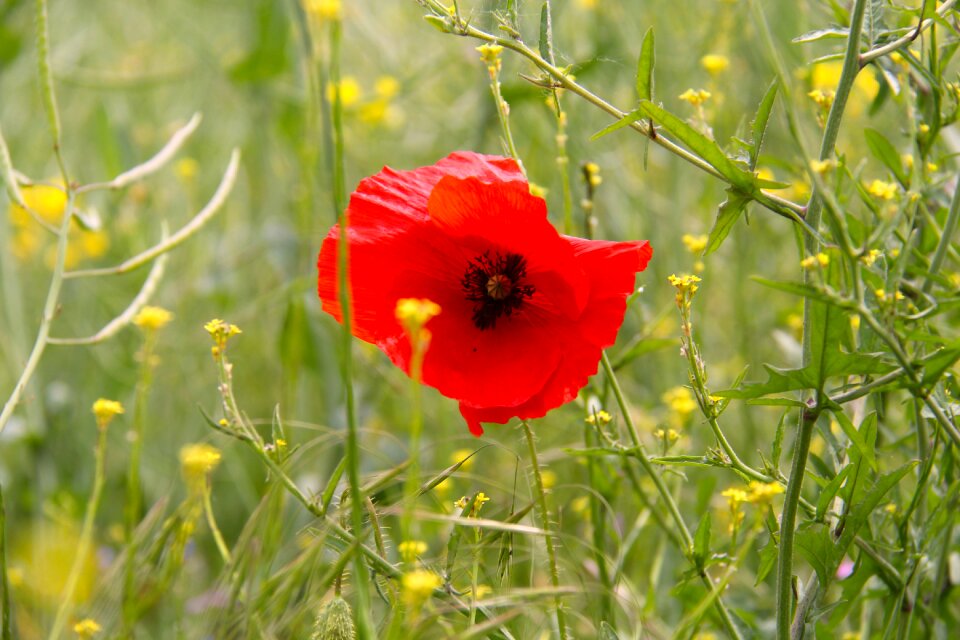 Summer field poppy