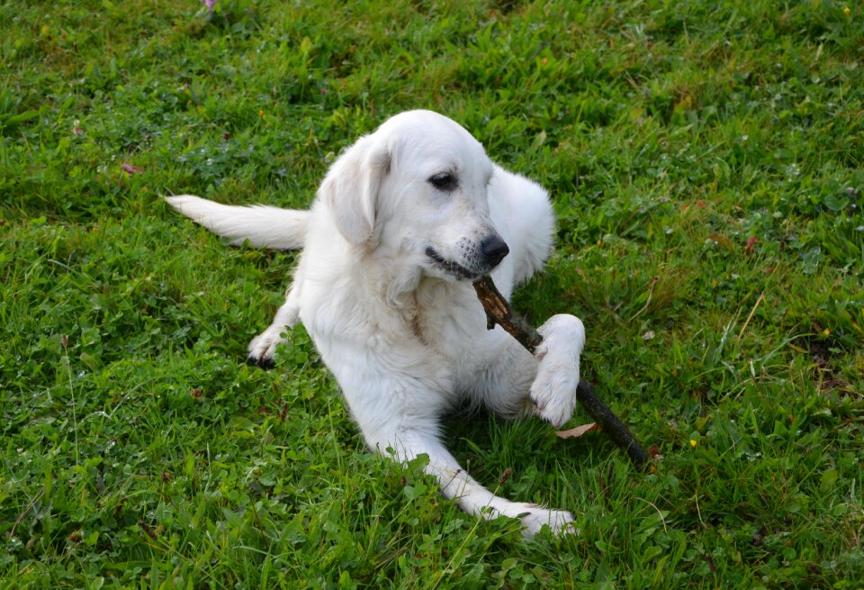 Eat stick cute animal