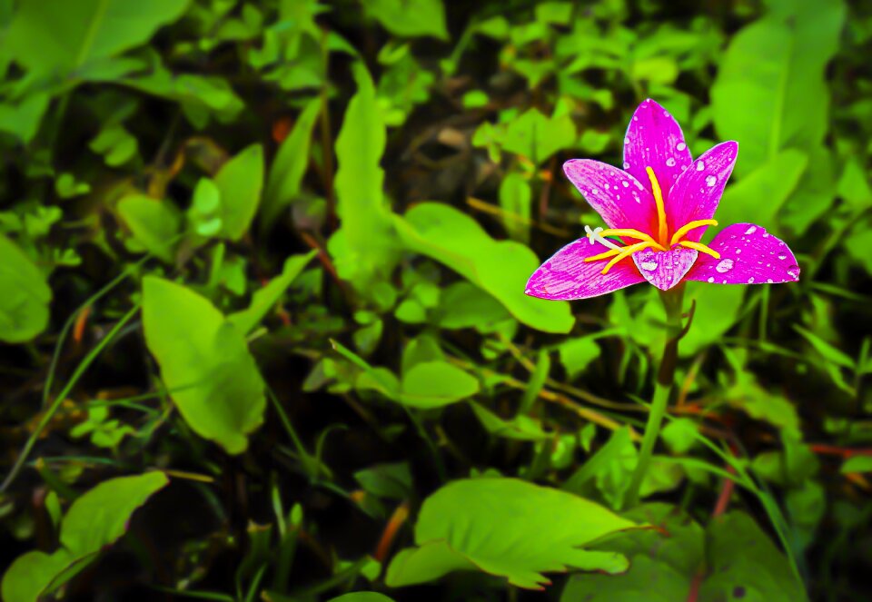 Dew blossom nature