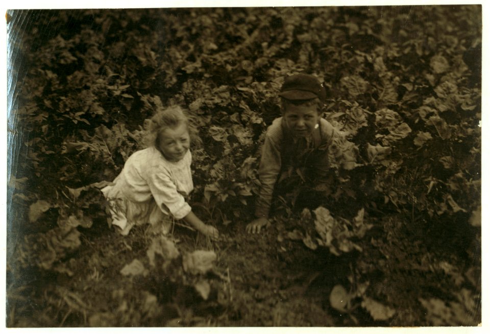 Six-year old Henry and three-year old Hilda, beet workers on a Wisconsin farm. See Hine Report, Wisconsin Sugar Beet, July 1915. LOC nclc.00283