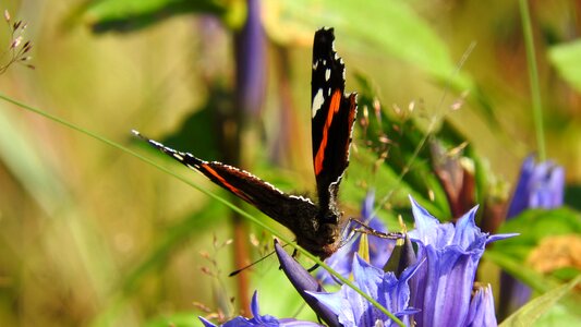 Butterfly meadow country