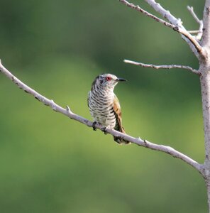 Tree avian outdoors photo