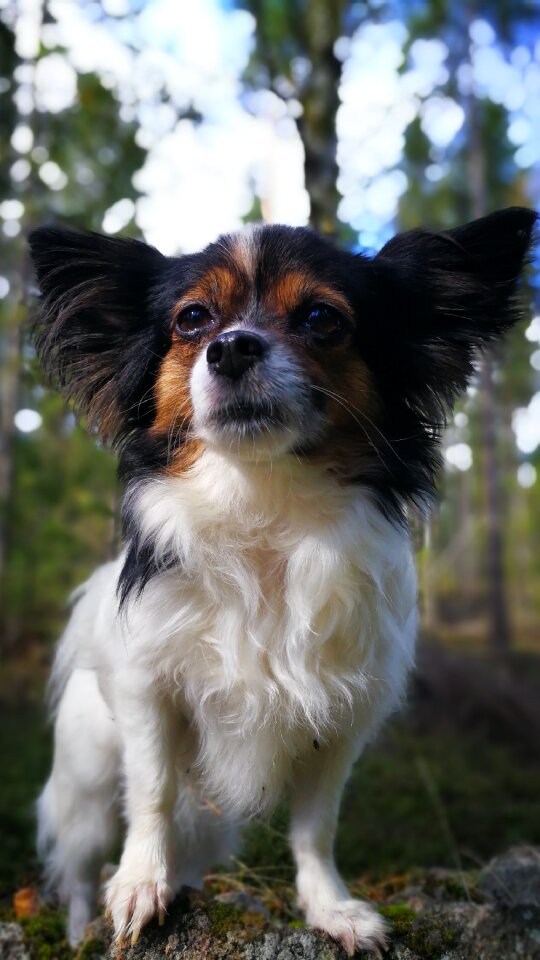 Dog chihuahua profile