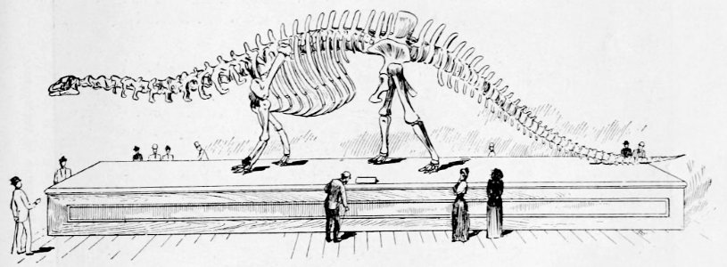 Skeleton of Amphicoelias - 1892