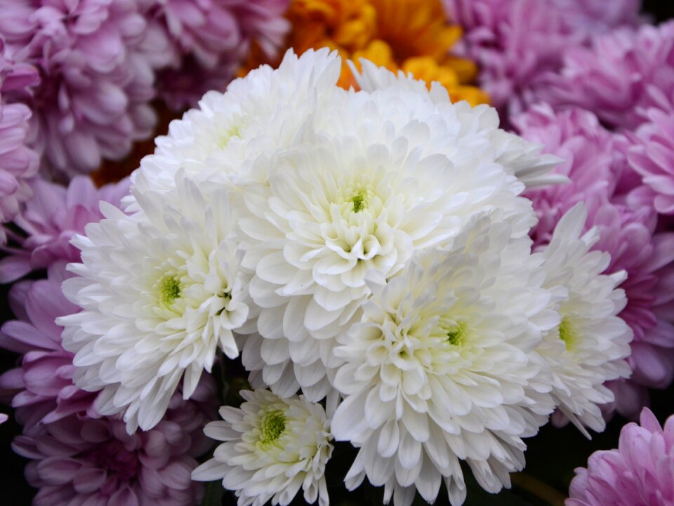 Nature plant white flowers