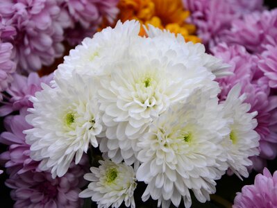 Nature plant white flowers