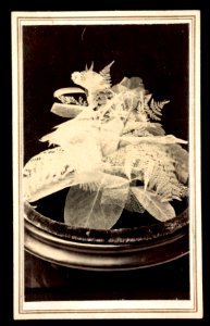 Skeleton leaf arrangment in bowl LCCN2016653332