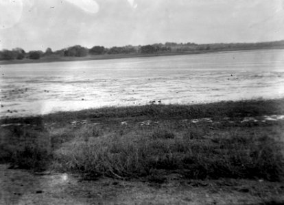 Sjön Kinkony. Några fåglar simmande vid stranden. Kinkony. Madagaskar - SMVK - 021771