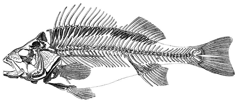 Skeleton of a bass