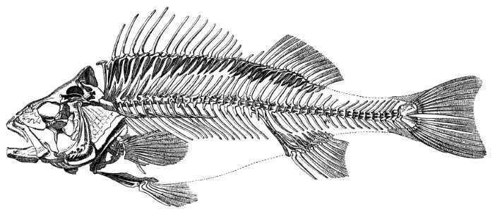 Skeleton of a bass photo