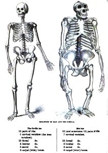 Skeletons of man and the gorilla