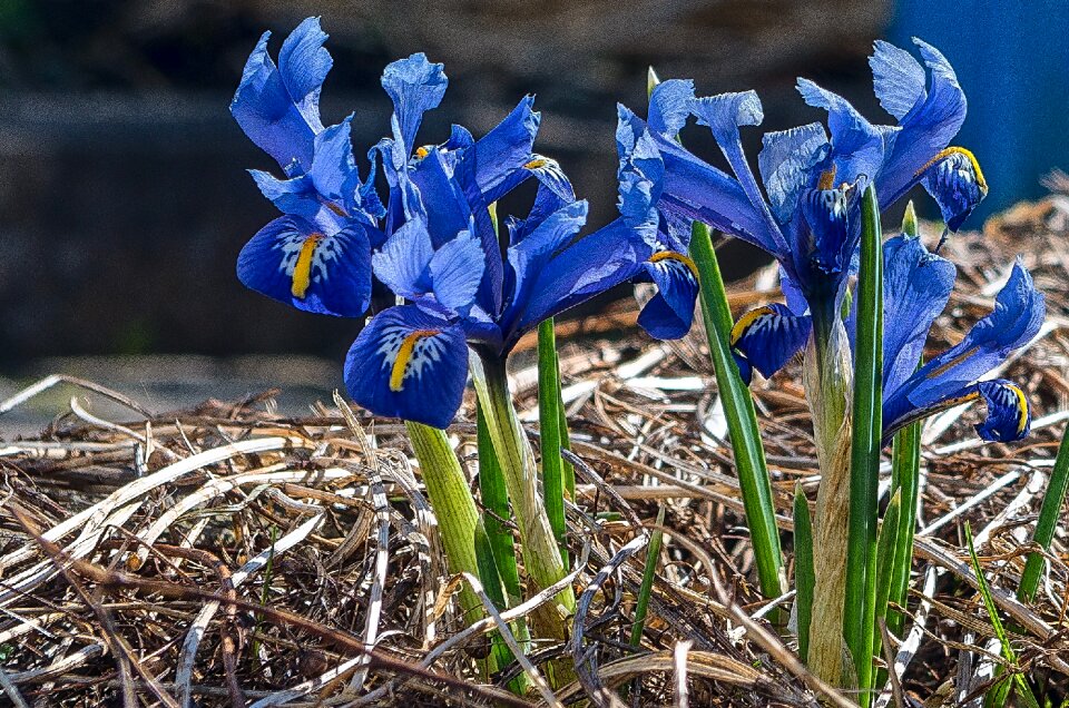 Season petal spring