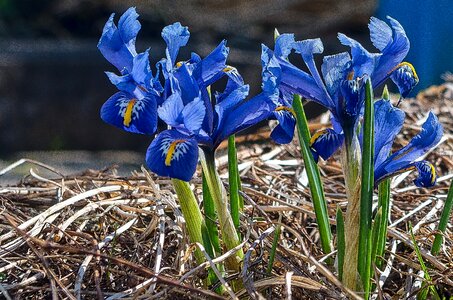 Season petal spring