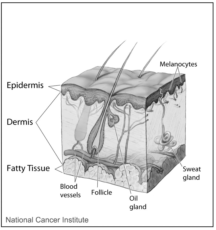 Skin (layers, glands, vessels)