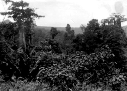 Skogslandskap Neg. 14183. Bild, 22185. Sulawesi. Indonesien - SMVK - 022185