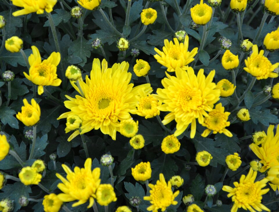 Flowering flowers fall botany