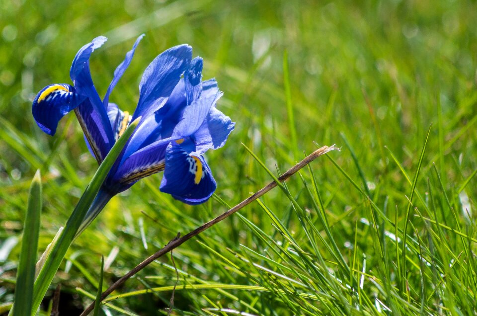 Season petal spring