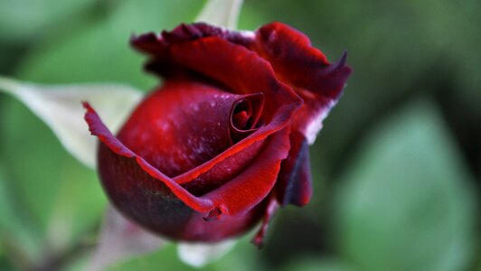 Rose red single