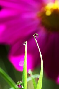Morning dew flowers autumn