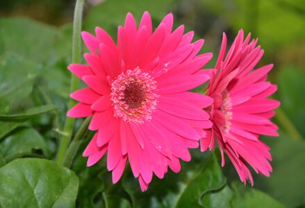 Rose petals color pink massif photo