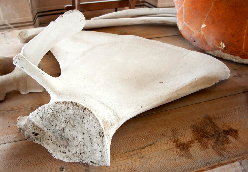 Skulderblad från grönlandsval - Skoklosters slott - 95012