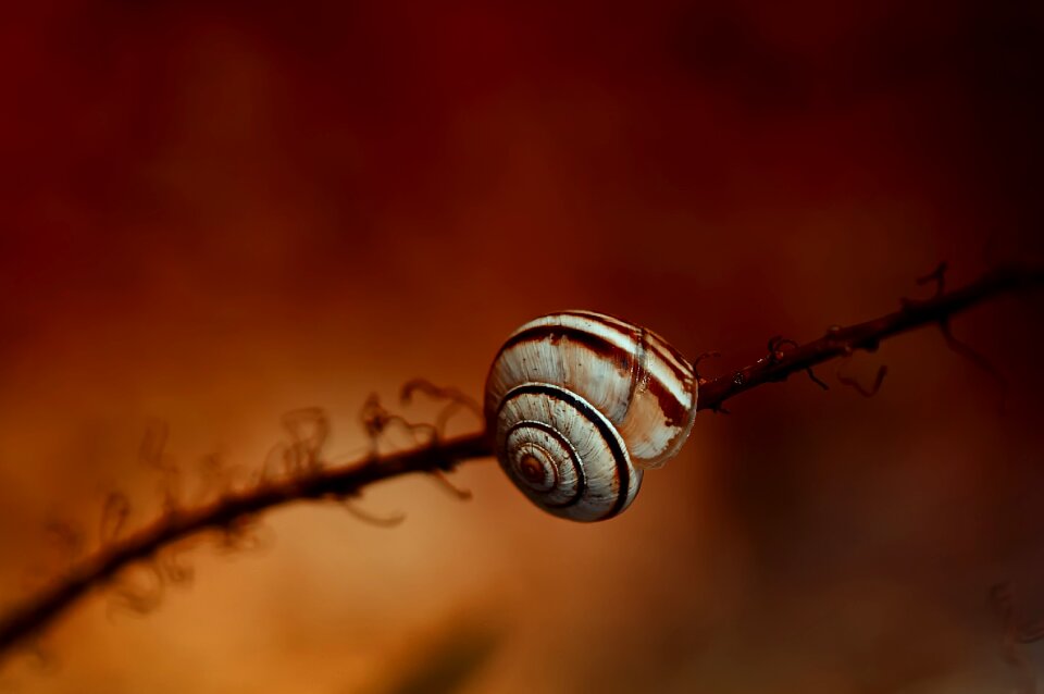 Garden snail shell orange