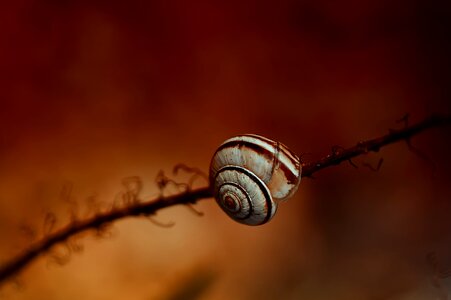 Garden snail shell orange